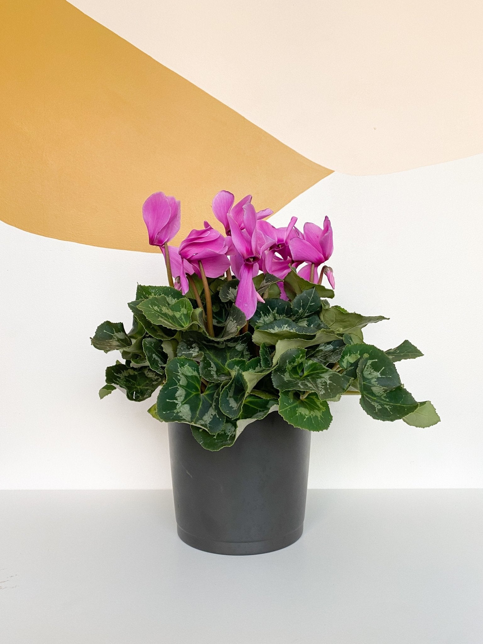Angela (Cyclamen) - Alma Plantes
