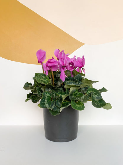 Angela (Cyclamen) - Alma Plantes