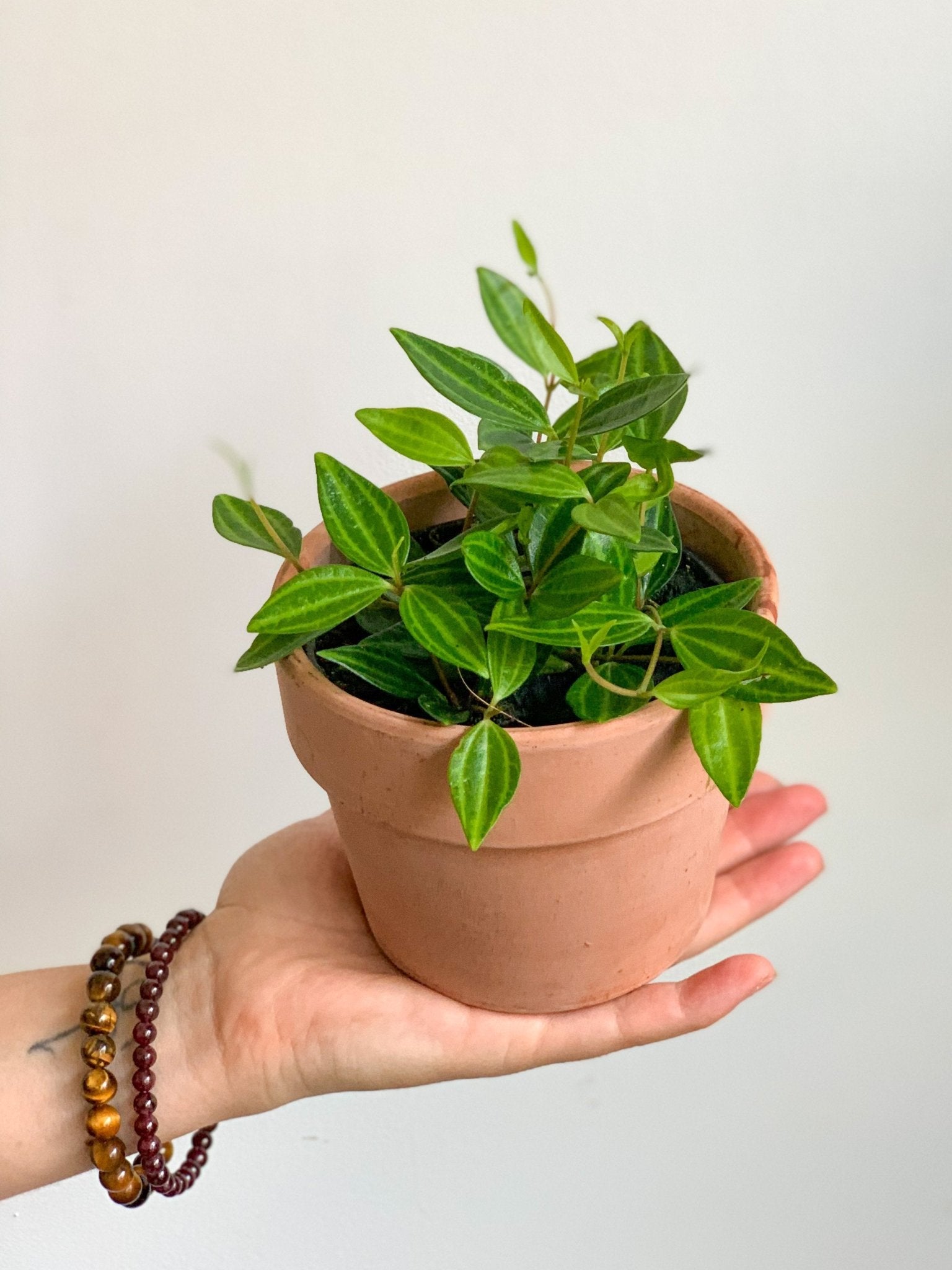 Angus (Peperomia) - Alma Plantes