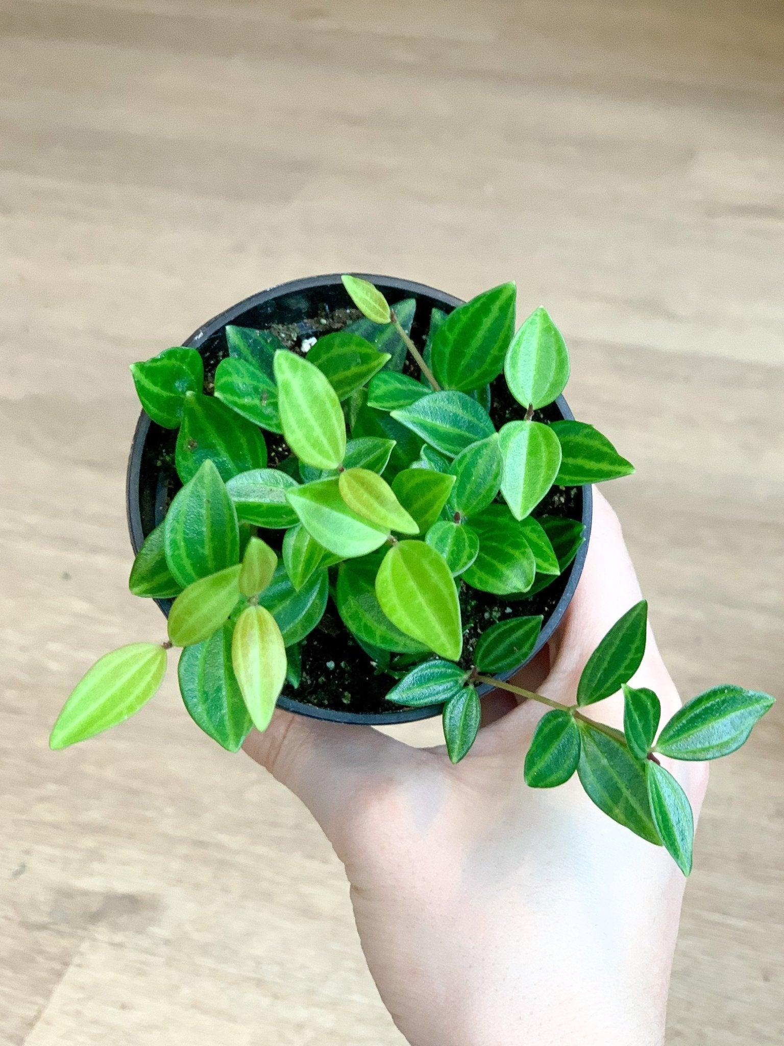 Angus (Peperomia) - Alma Plantes