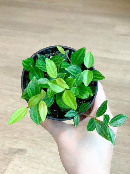 Angus (Peperomia) - Alma Plantes