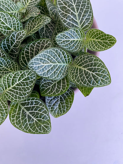 Antonia (Fittonia) - Alma Plantes