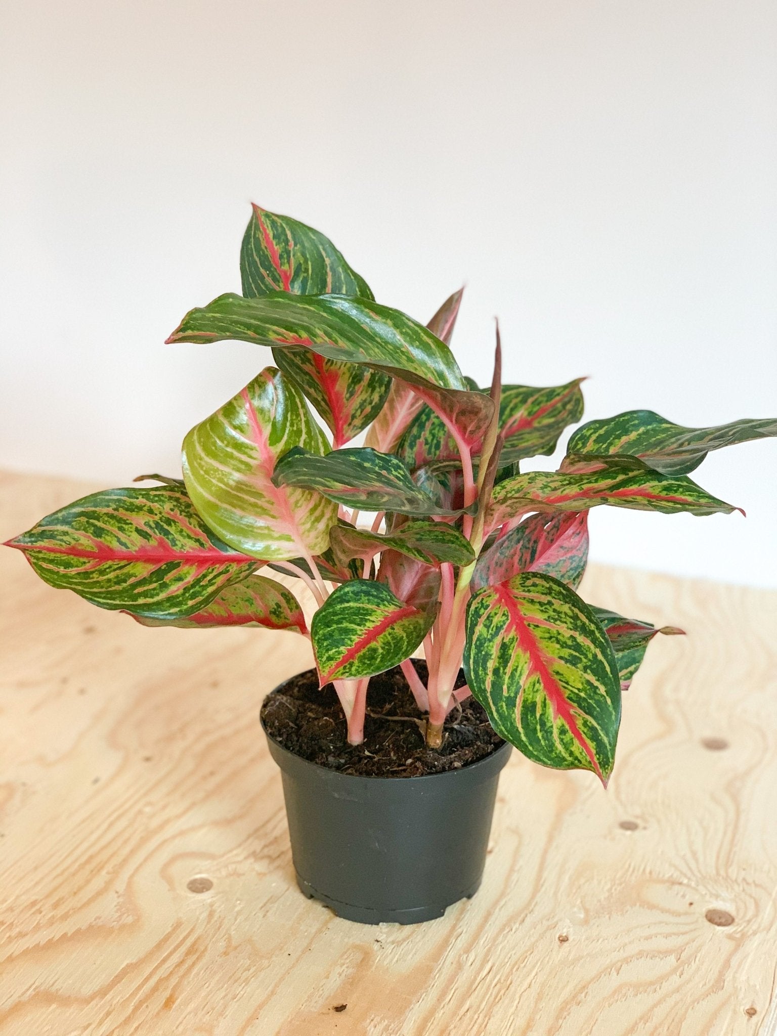 Anya (Aglaonema) - Alma Plantes