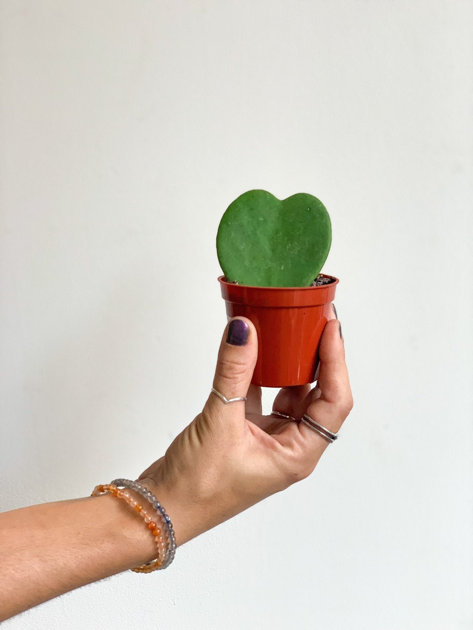Arthur (Hoya) - Alma Plantes