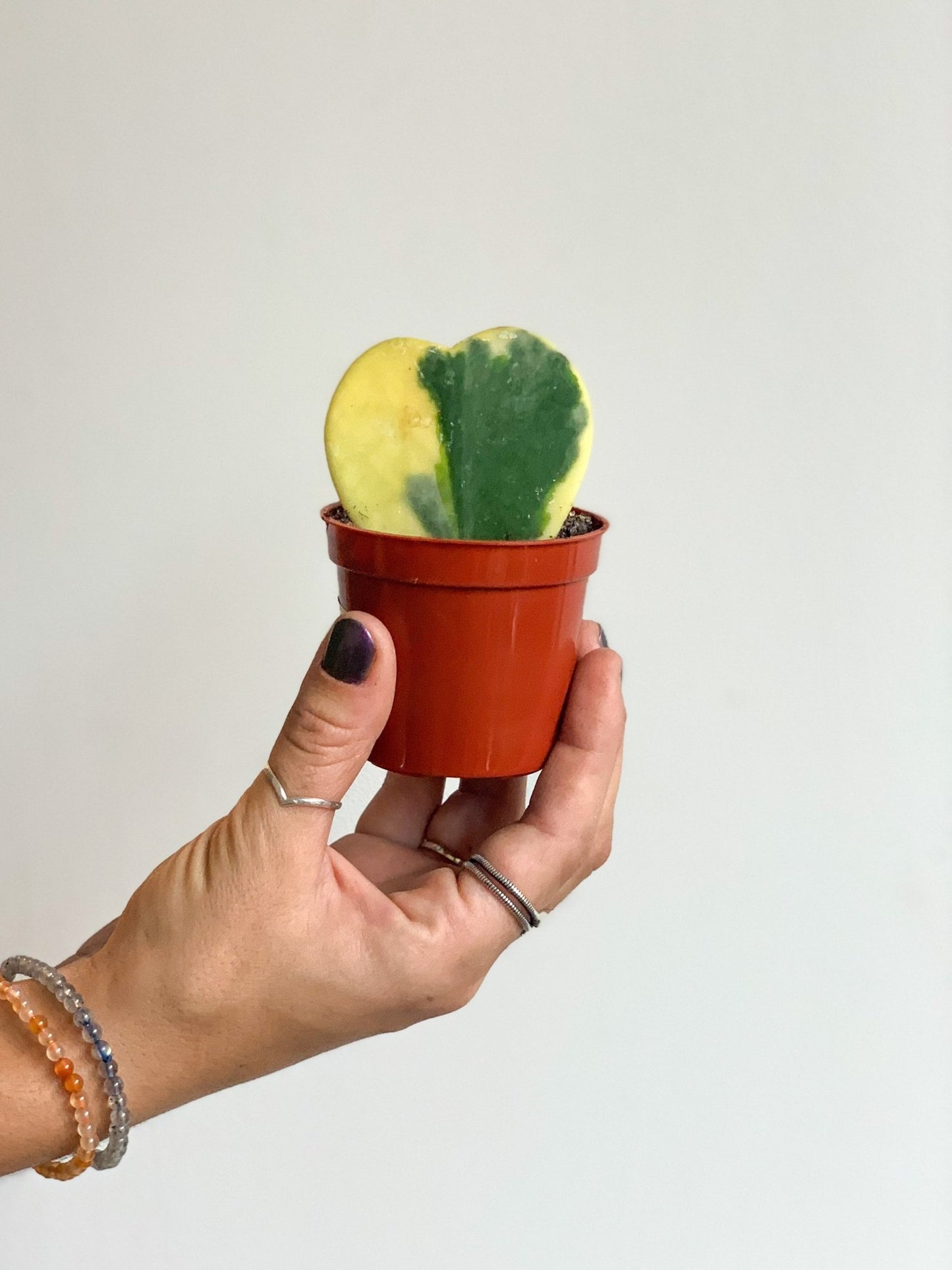Arthur (Hoya) - Alma Plantes