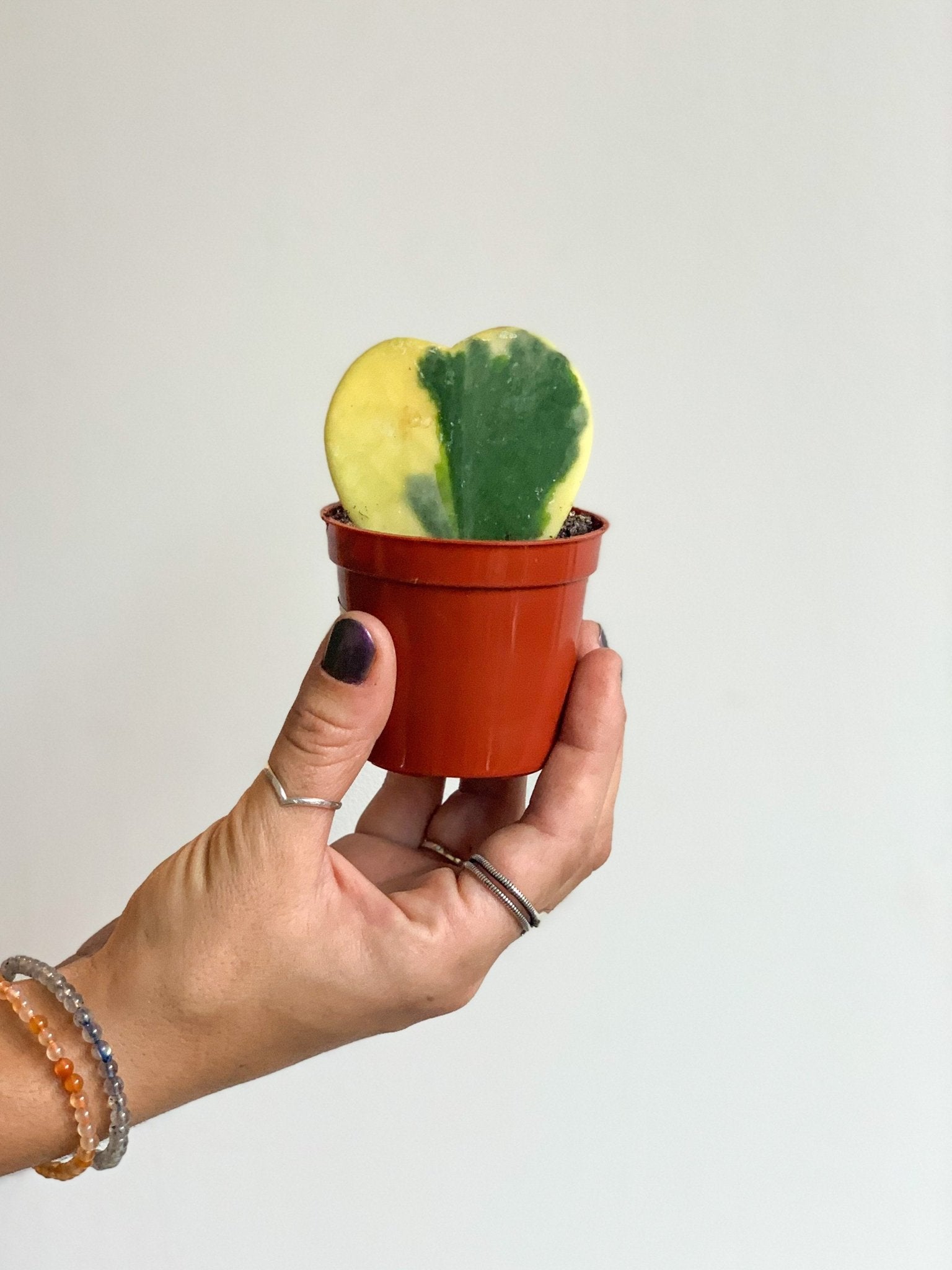 Arthur (Hoya) - Alma Plantes