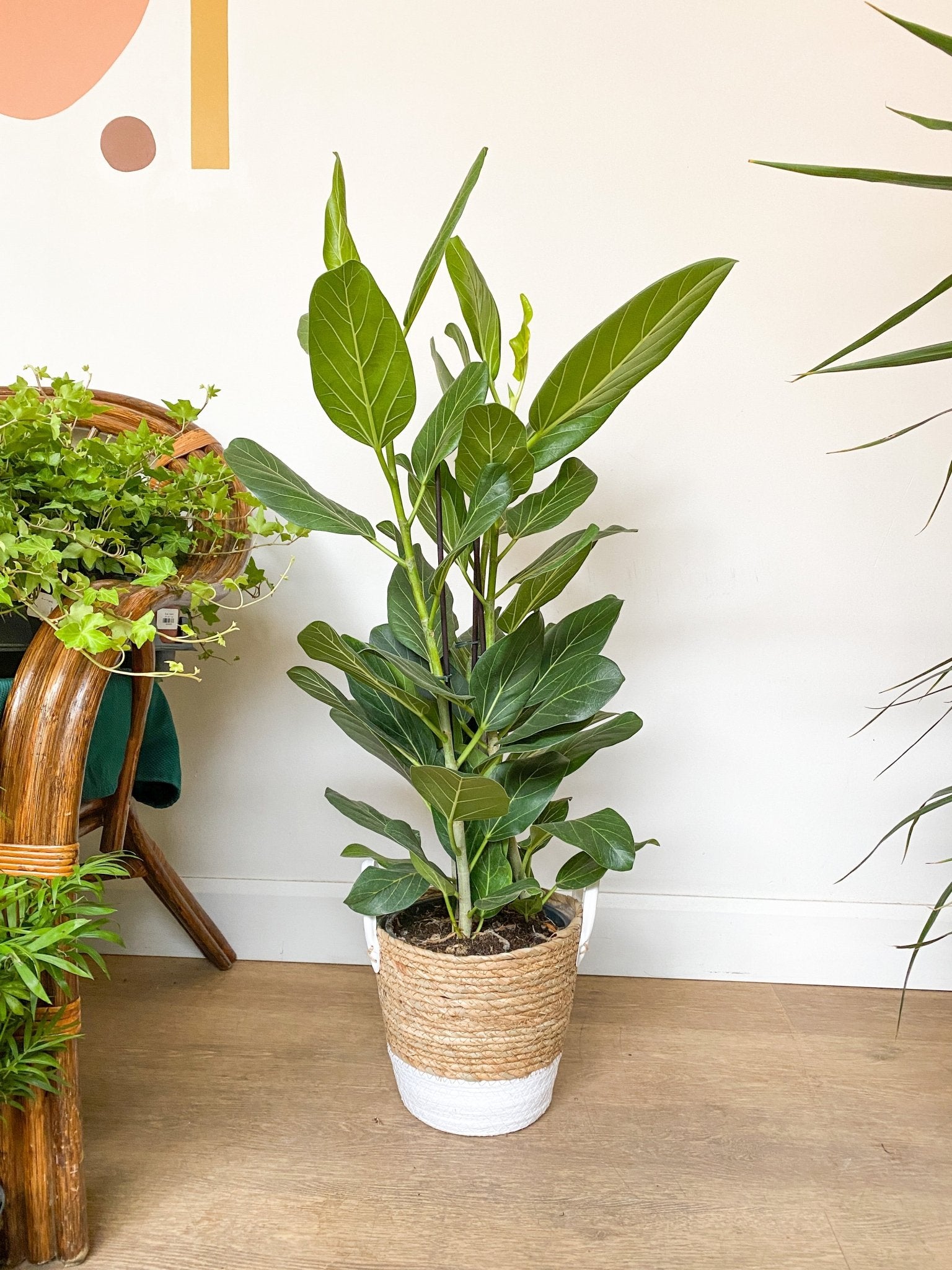 Audrey (Ficus) - Alma Plantes