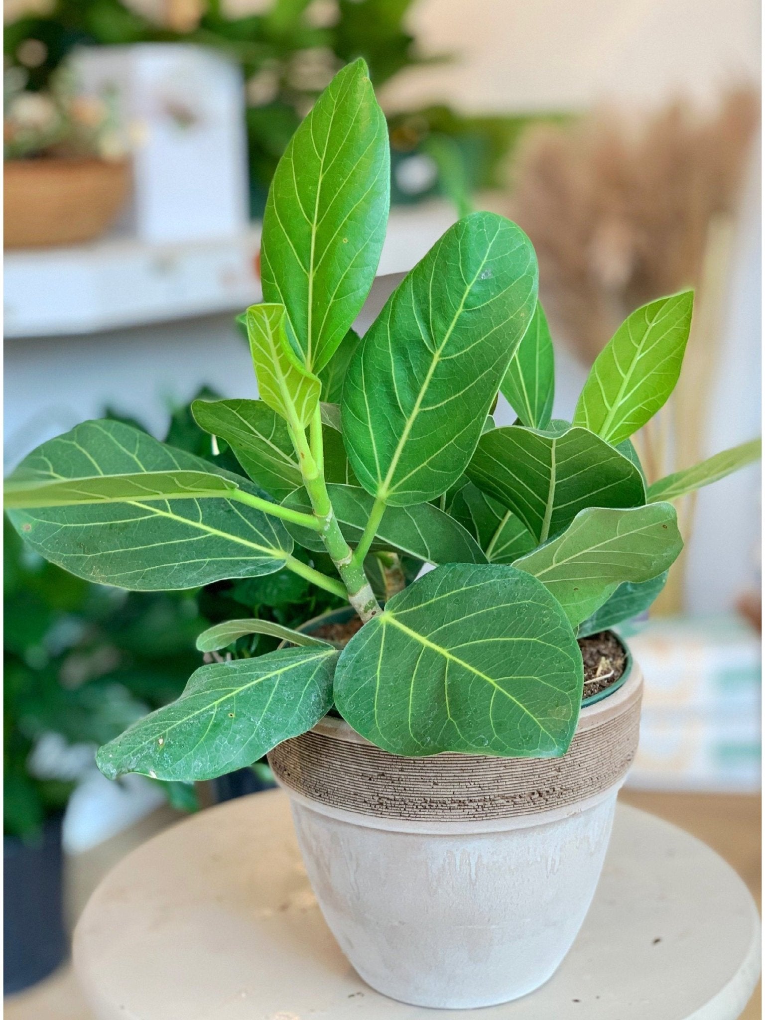 Audrey (Ficus) - Alma Plantes