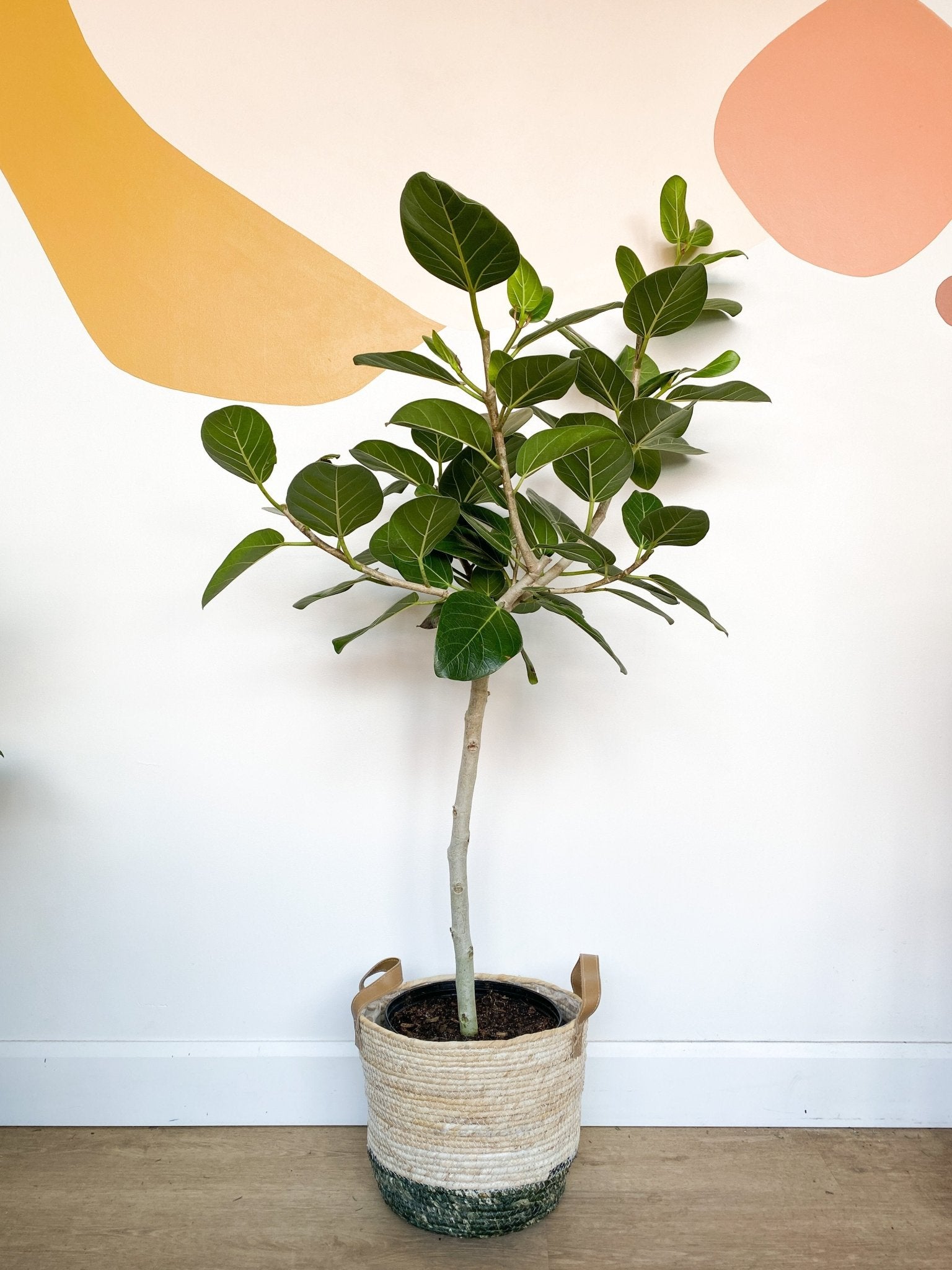 Audrey (Ficus) - Alma Plantes