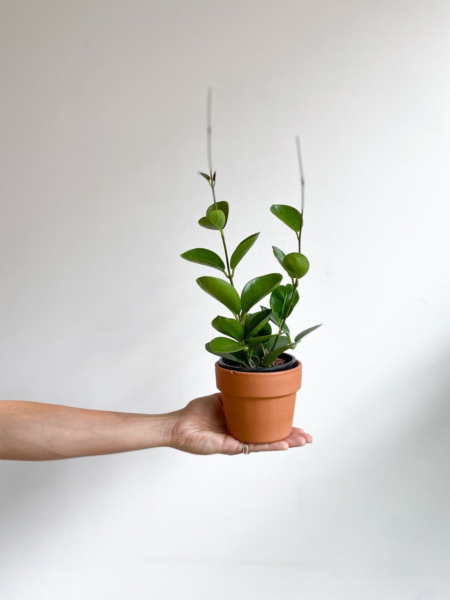 Australis (Hoya) - Alma Plantes