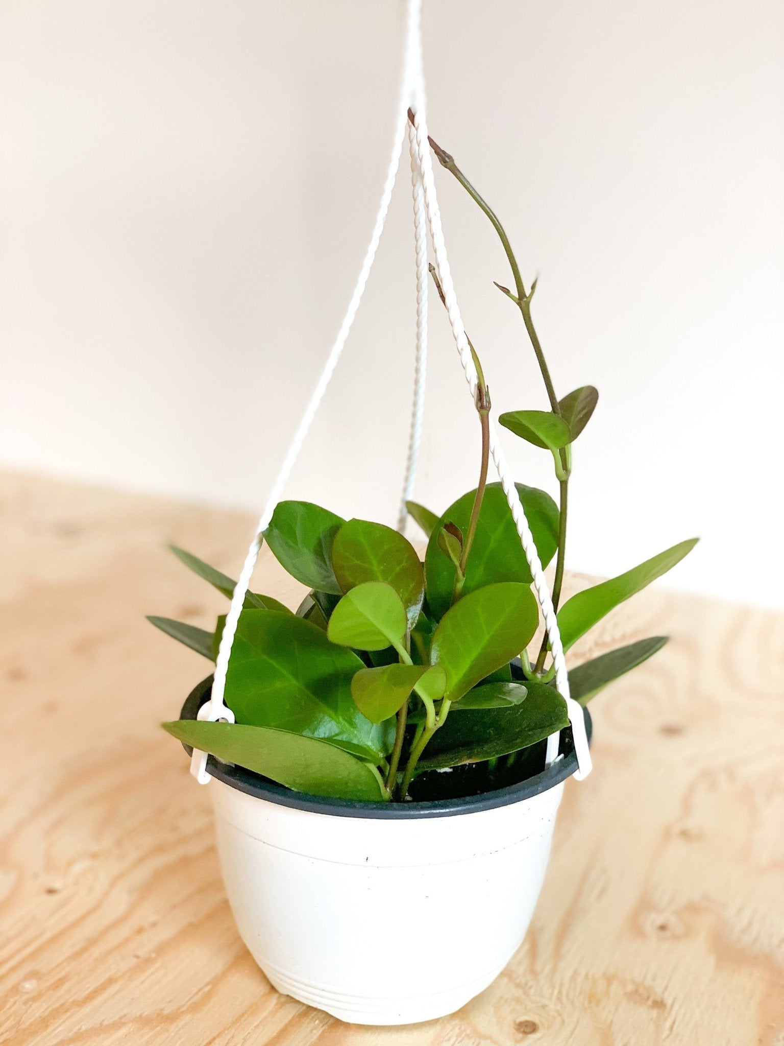 Australis (Hoya) - Alma Plantes