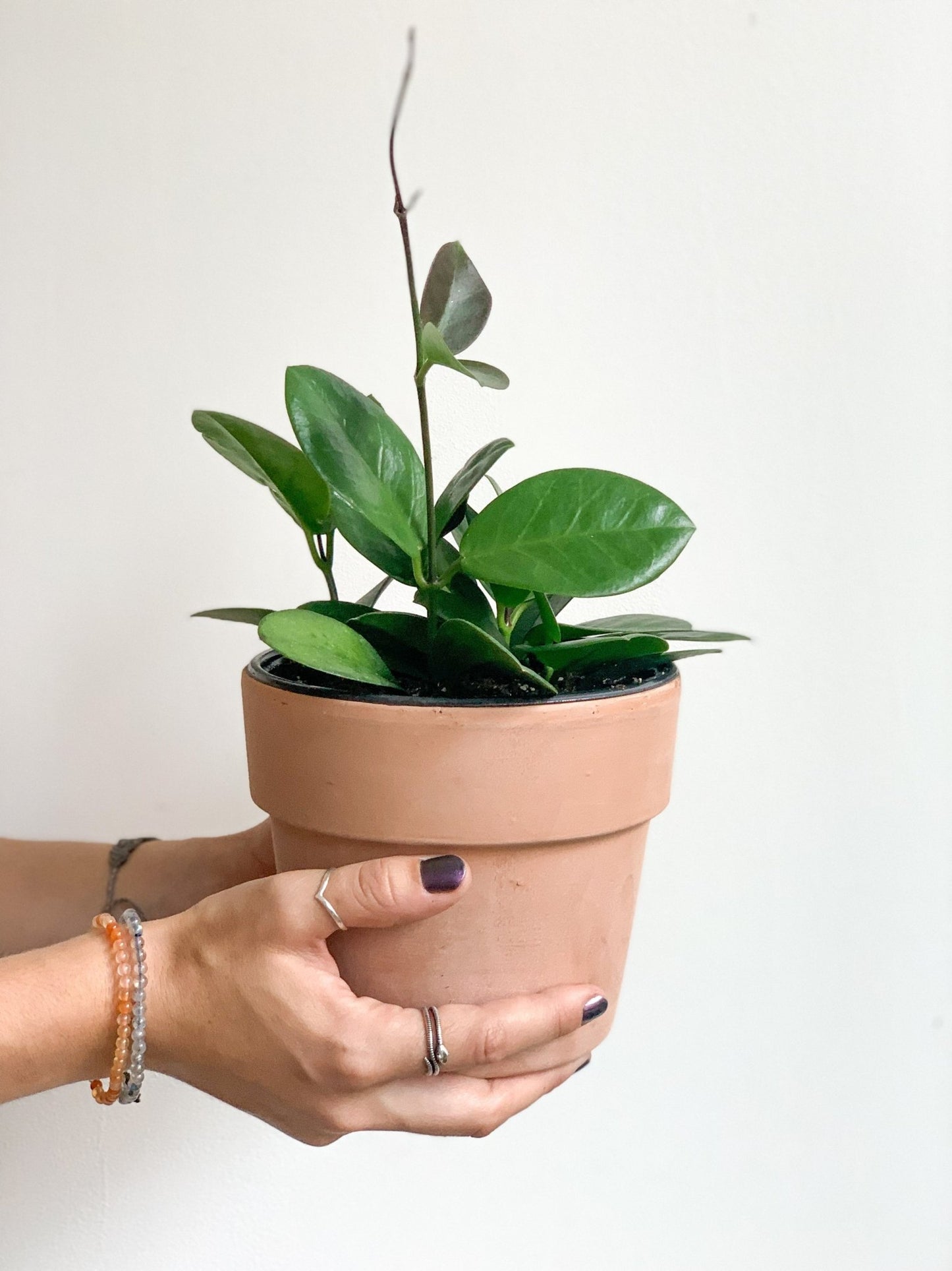 Australis (Hoya) - Alma Plantes