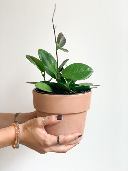 Australis (Hoya) - Alma Plantes