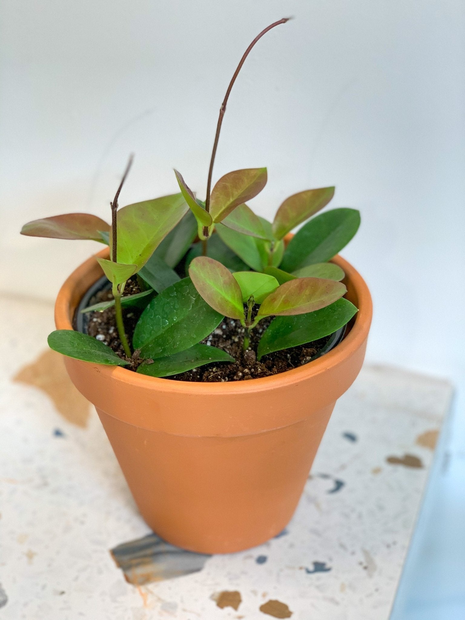Australis (Hoya) - Alma Plantes