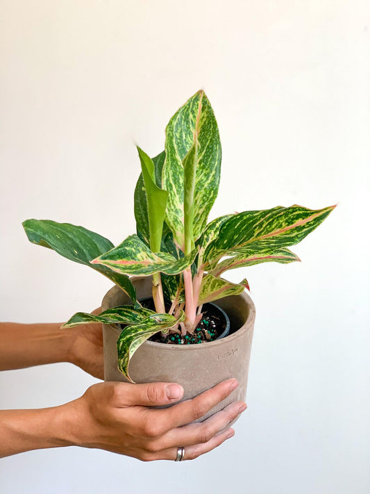 Avril (Aglaonema) - Alma Plantes