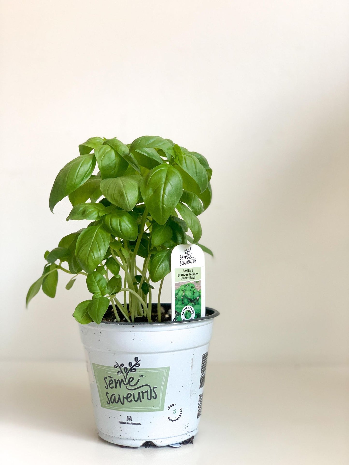 Basilic à grande feuilles - Alma Plantes