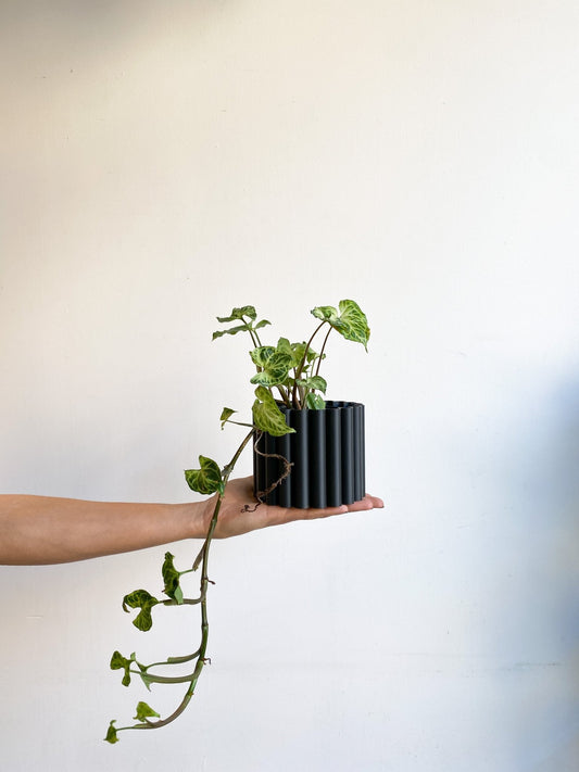 Batik (Syngonium) - Alma Plantes