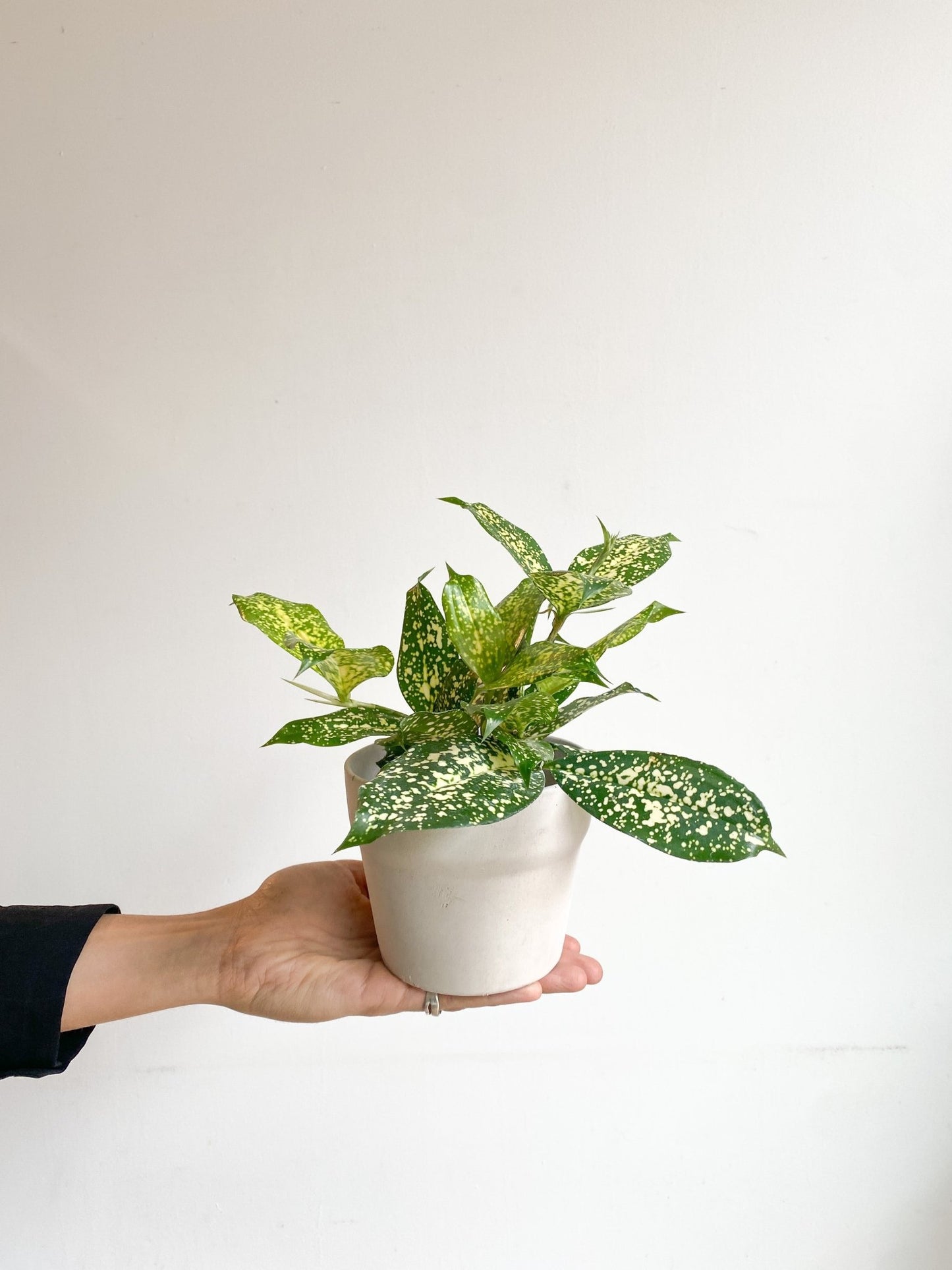 Beady (Dracaena) - Alma Plantes