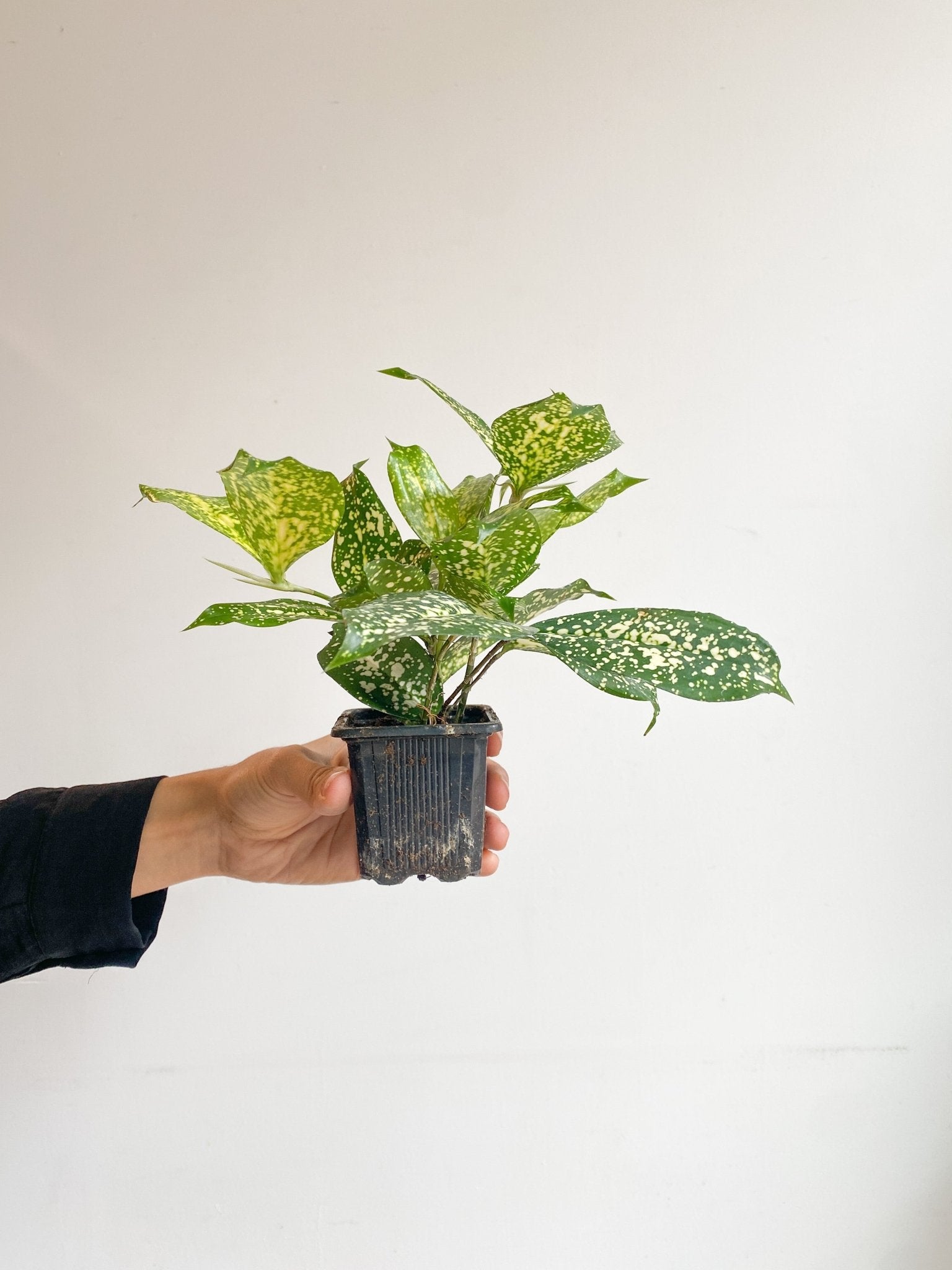 Beady (Dracaena) - Alma Plantes