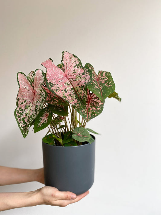 Bella (Caladium) - Alma Plantes