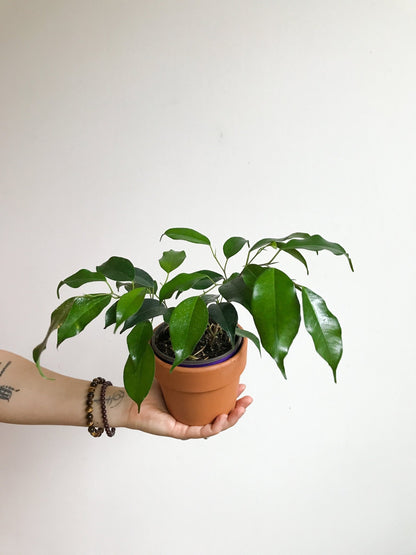 Benjamine (Ficus) - Alma Plantes