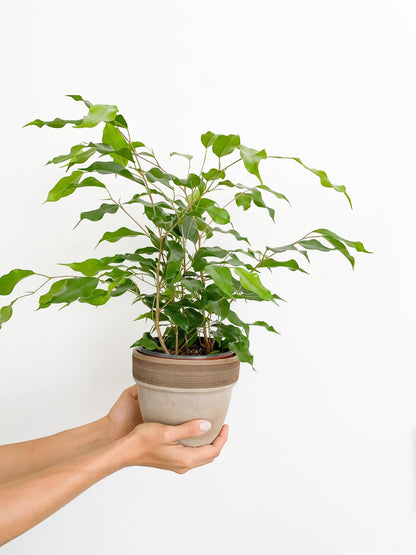 Benjamine (Ficus) - Alma Plantes