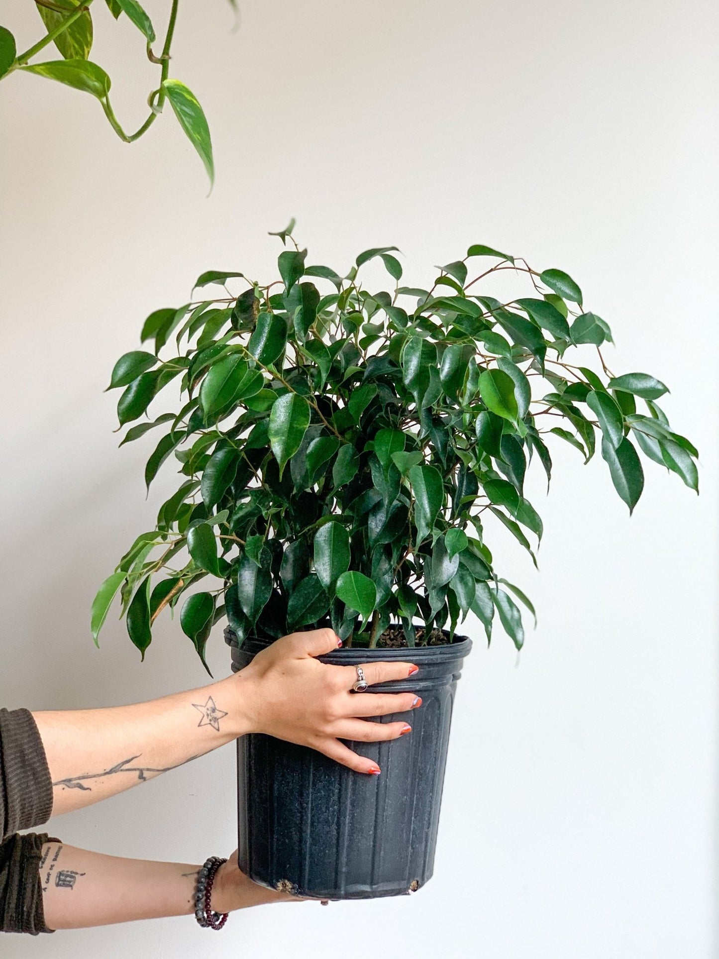 Benjamine (Ficus) - Alma Plantes