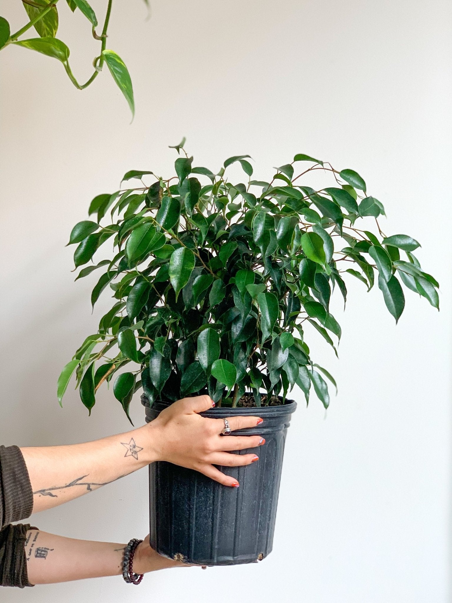 Benjamine (Ficus) - Alma Plantes