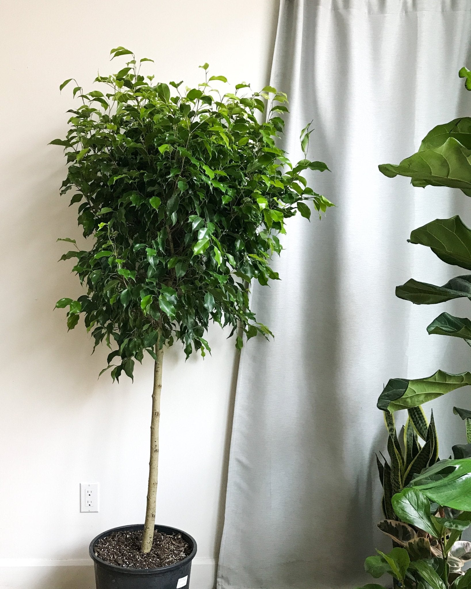 Benjamine (Ficus) - Alma Plantes