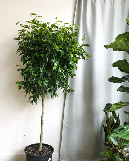 Benjamine (Ficus) - Alma Plantes