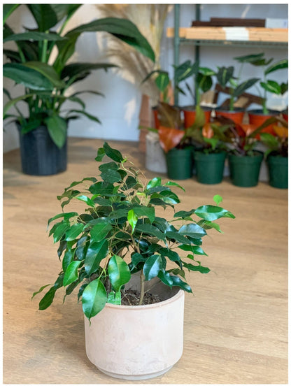 Benjamine (Ficus) - Alma Plantes