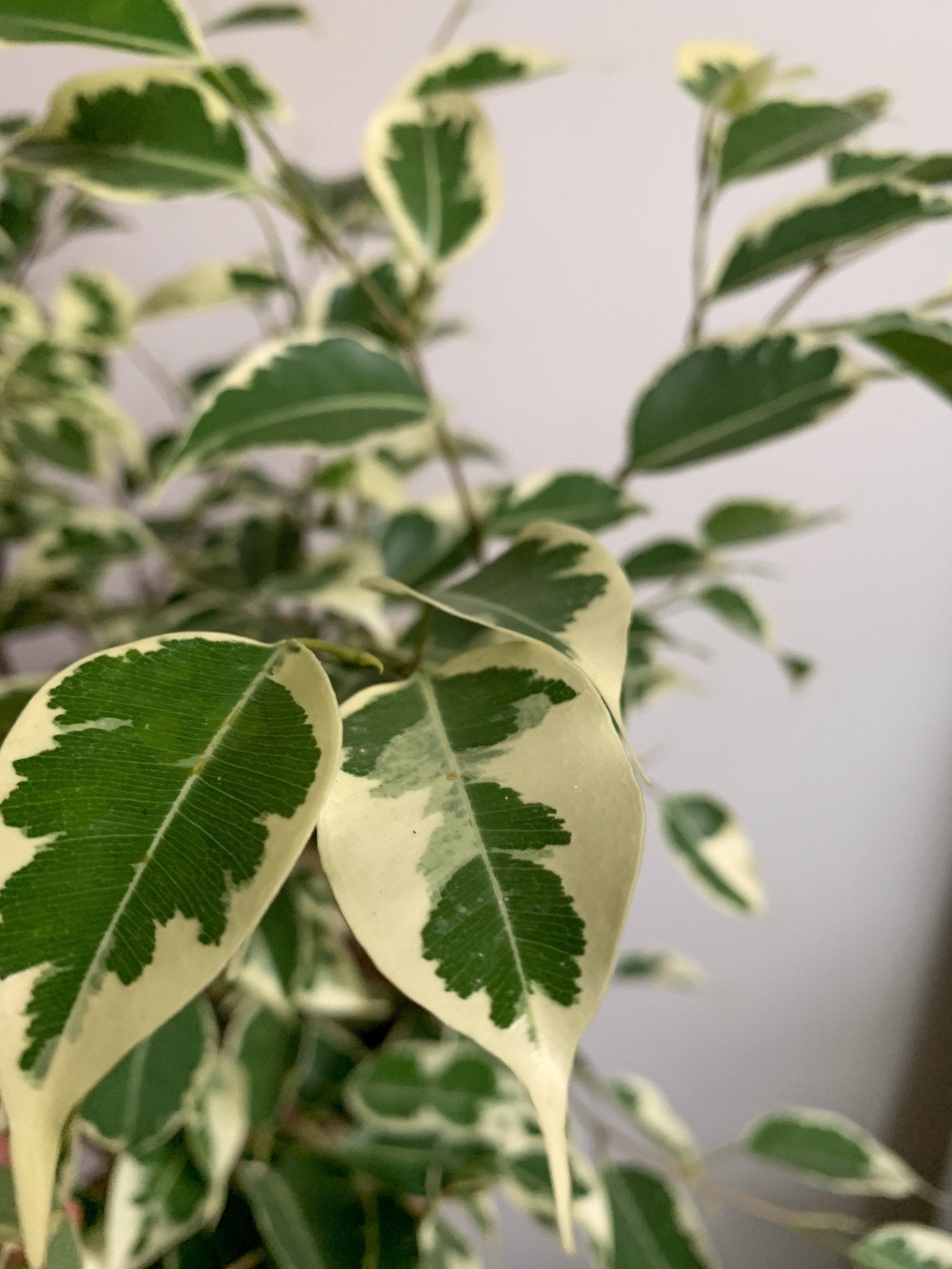 Benji (Ficus) - Alma Plantes