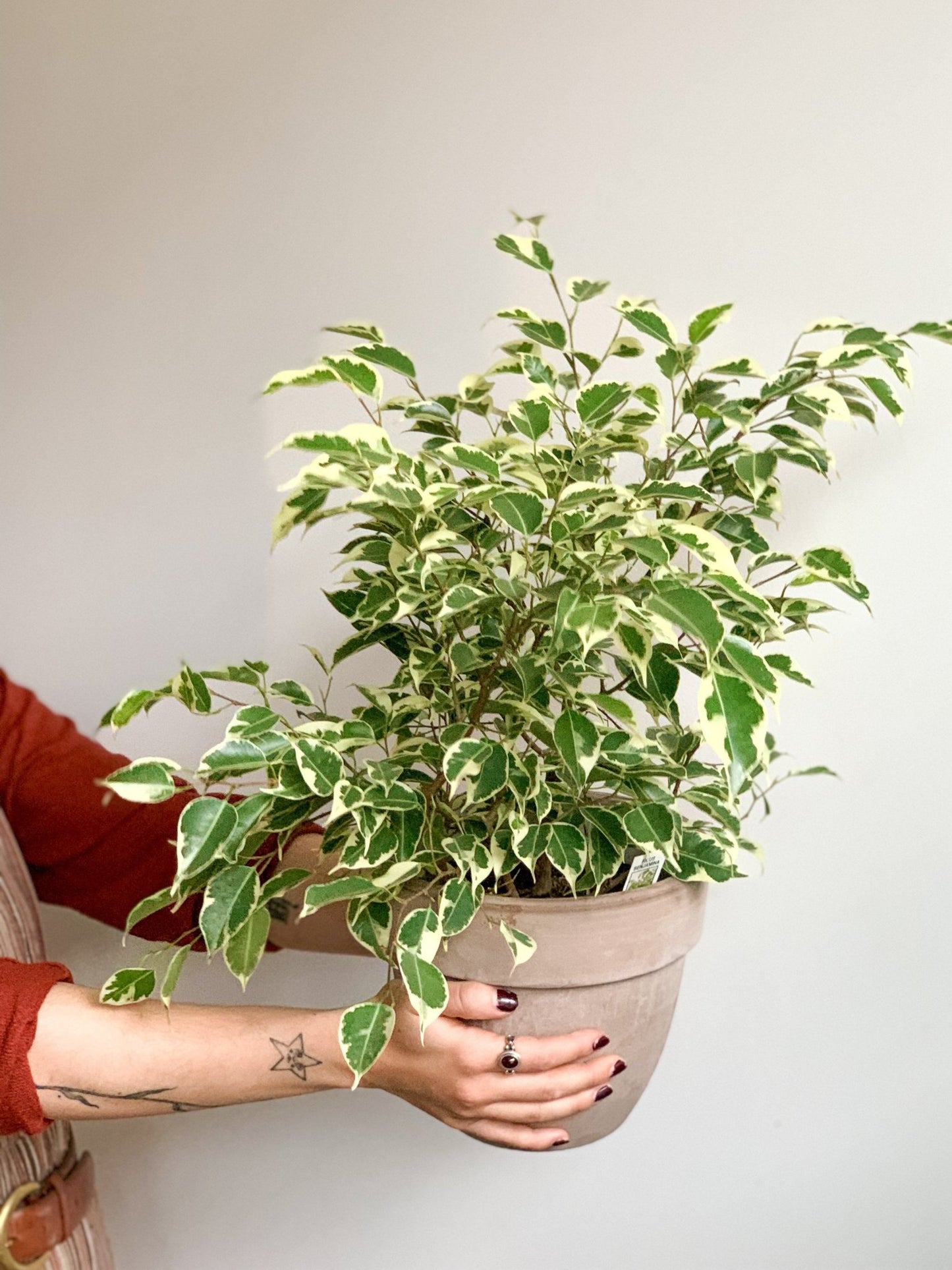 Benji (Ficus) - Alma Plantes