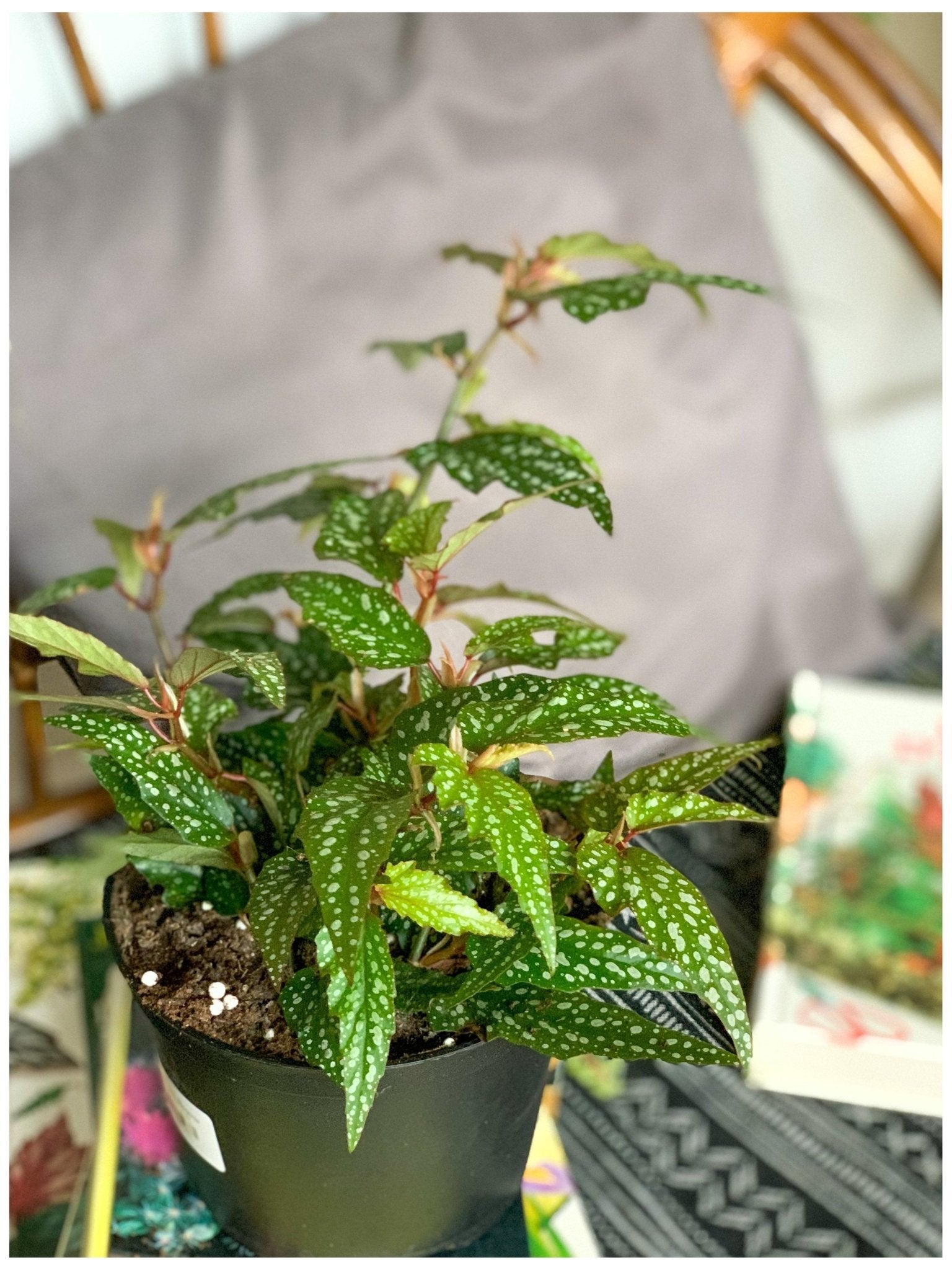 Bérangère (Begonia) - Alma Plantes