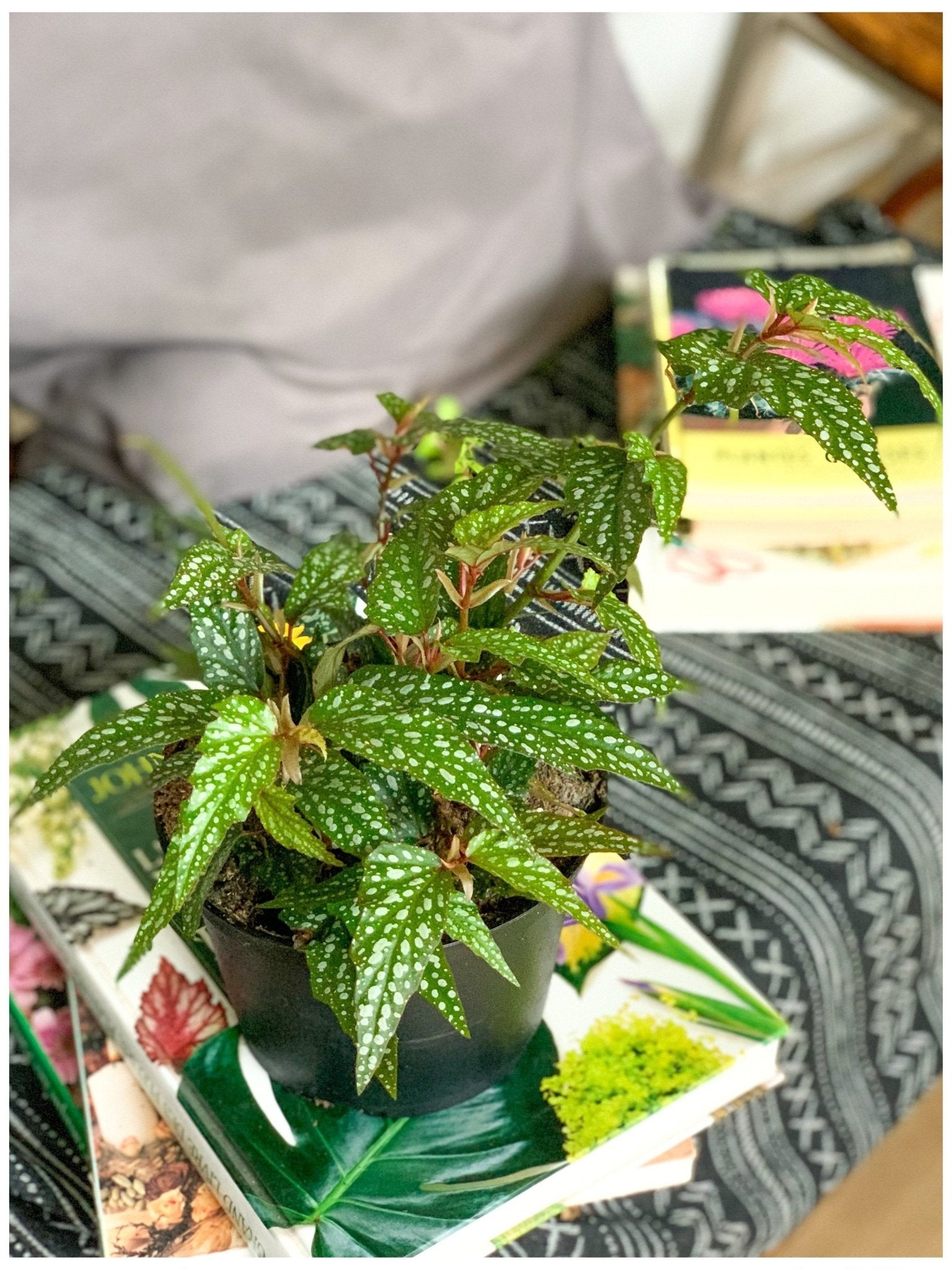 Bérangère (Begonia) - Alma Plantes