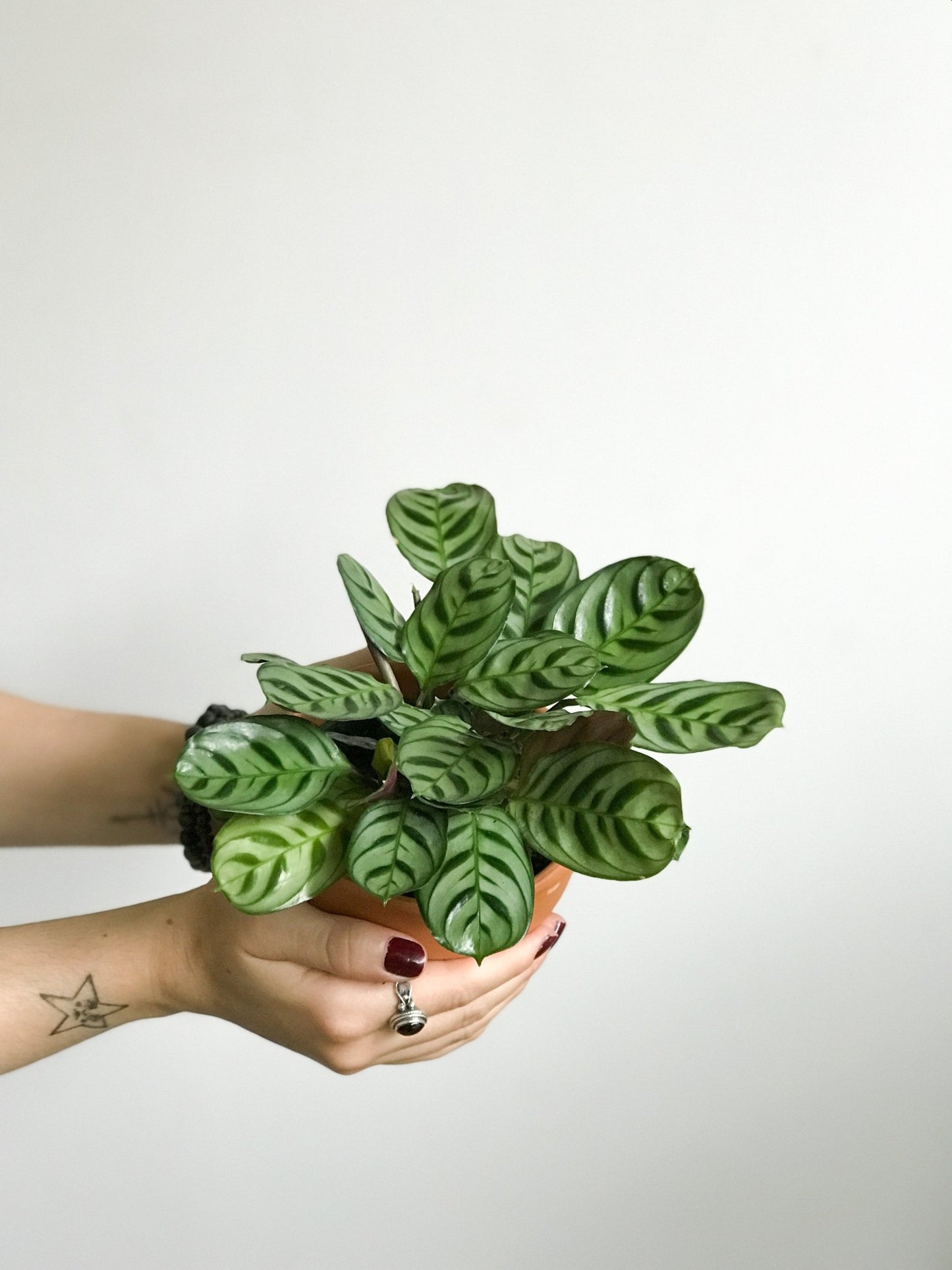 Berlin (Ctenanthe) - Alma Plantes