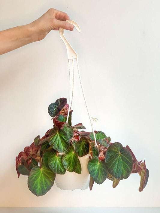 Bernard (Bégonia) - Alma Plantes