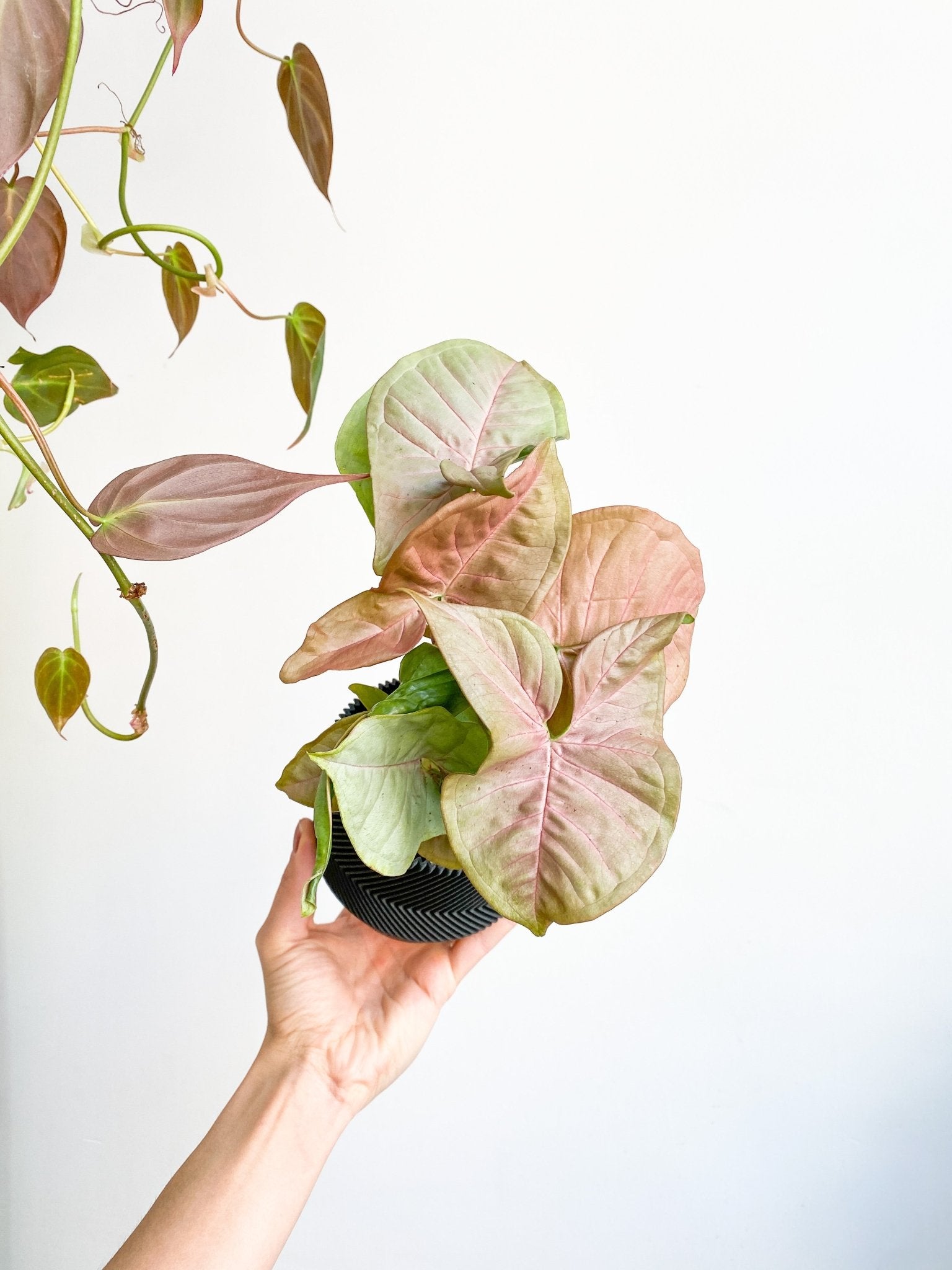 Berry (Syngonium) - Alma Plantes