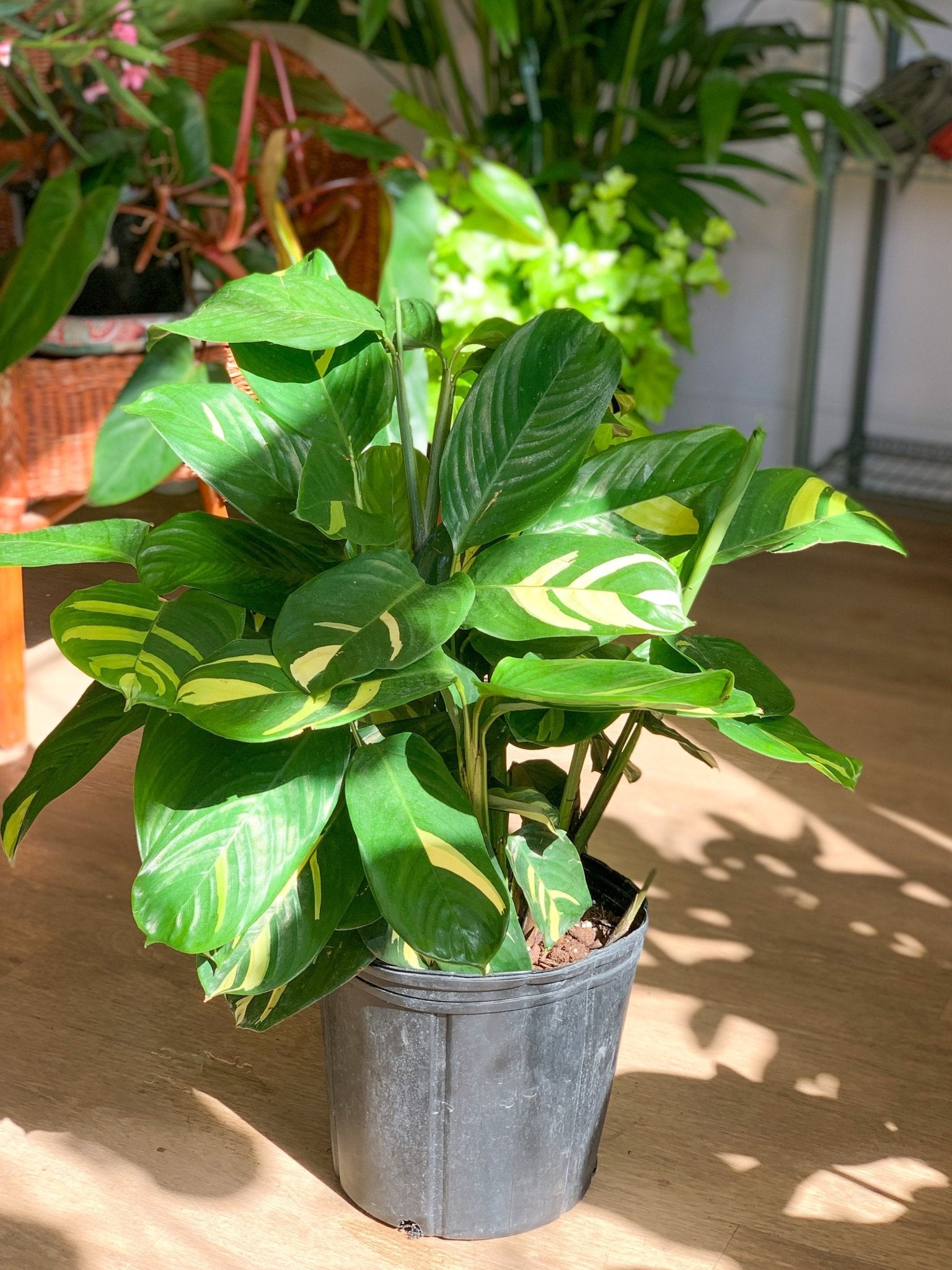 Betty (Ctenanthe) - Alma Plantes