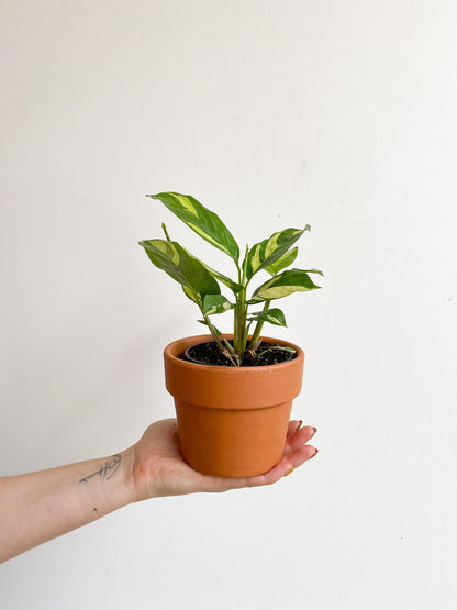 Betty (Ctenanthe) - Alma Plantes