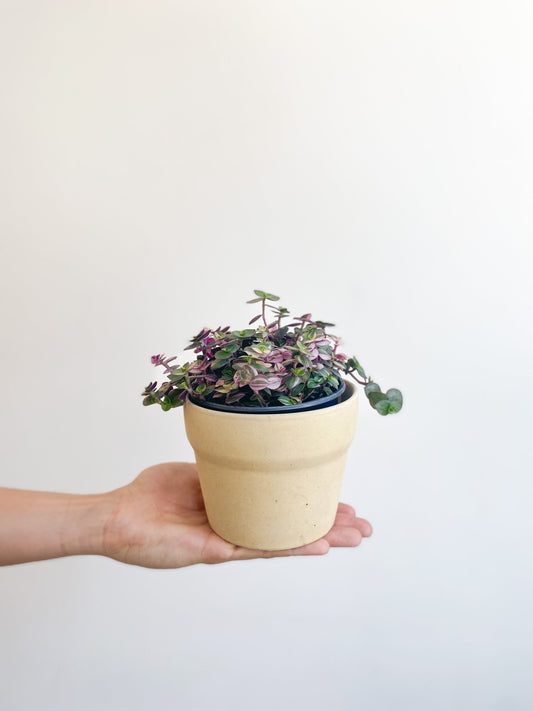 Bianca (Callisia) - Alma Plantes