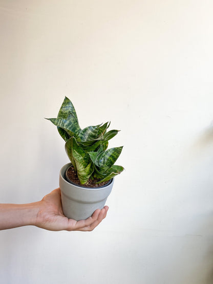 Bird (Sansevière) - Alma Plantes