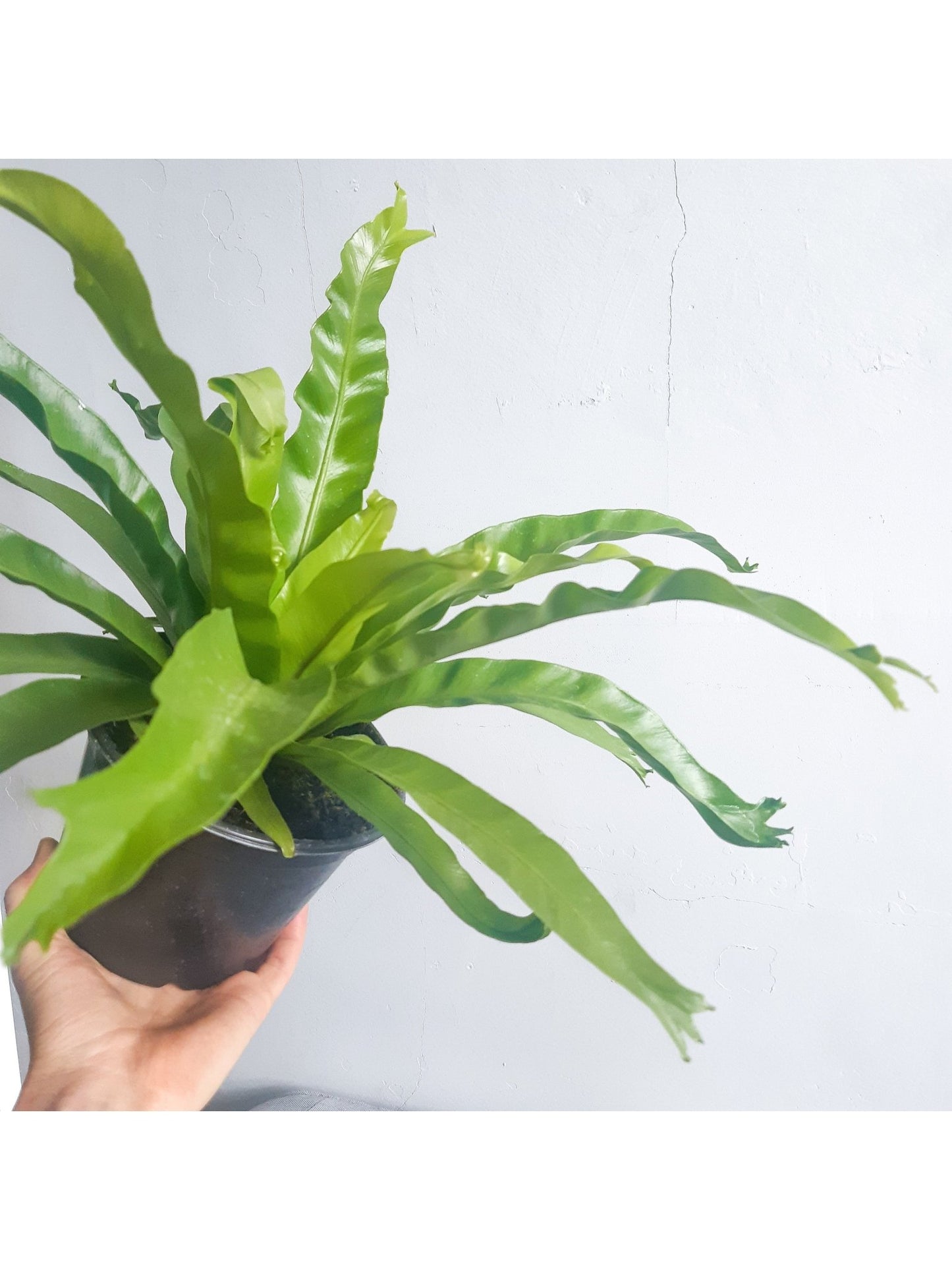 Birdie (fougère) - Alma Plantes