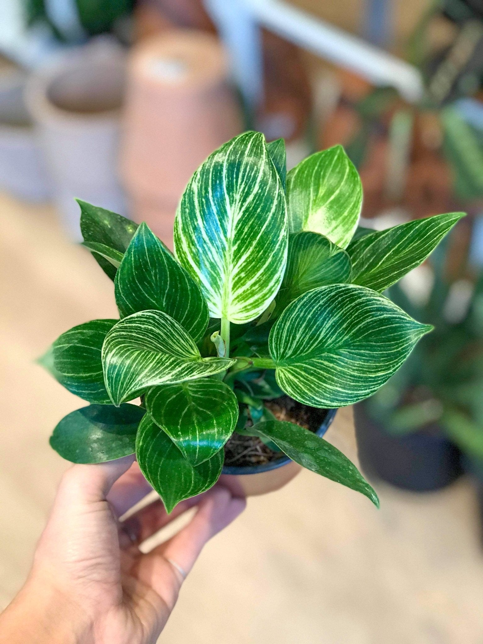 Birkin (Philodendron) - Alma Plantes