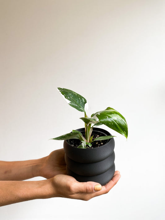 Blanche (Philodendron) - Alma Plantes