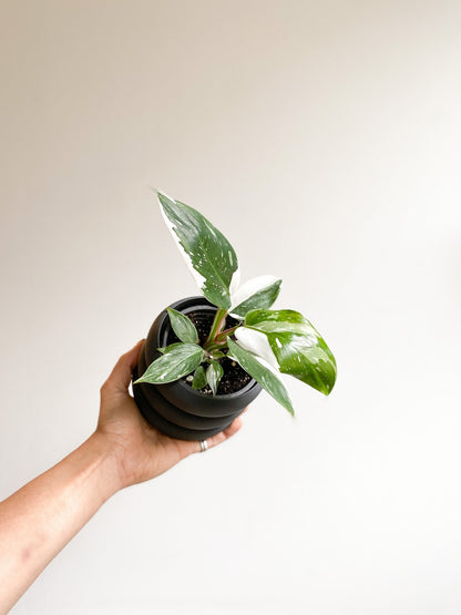 Blanche (Philodendron) - Alma Plantes