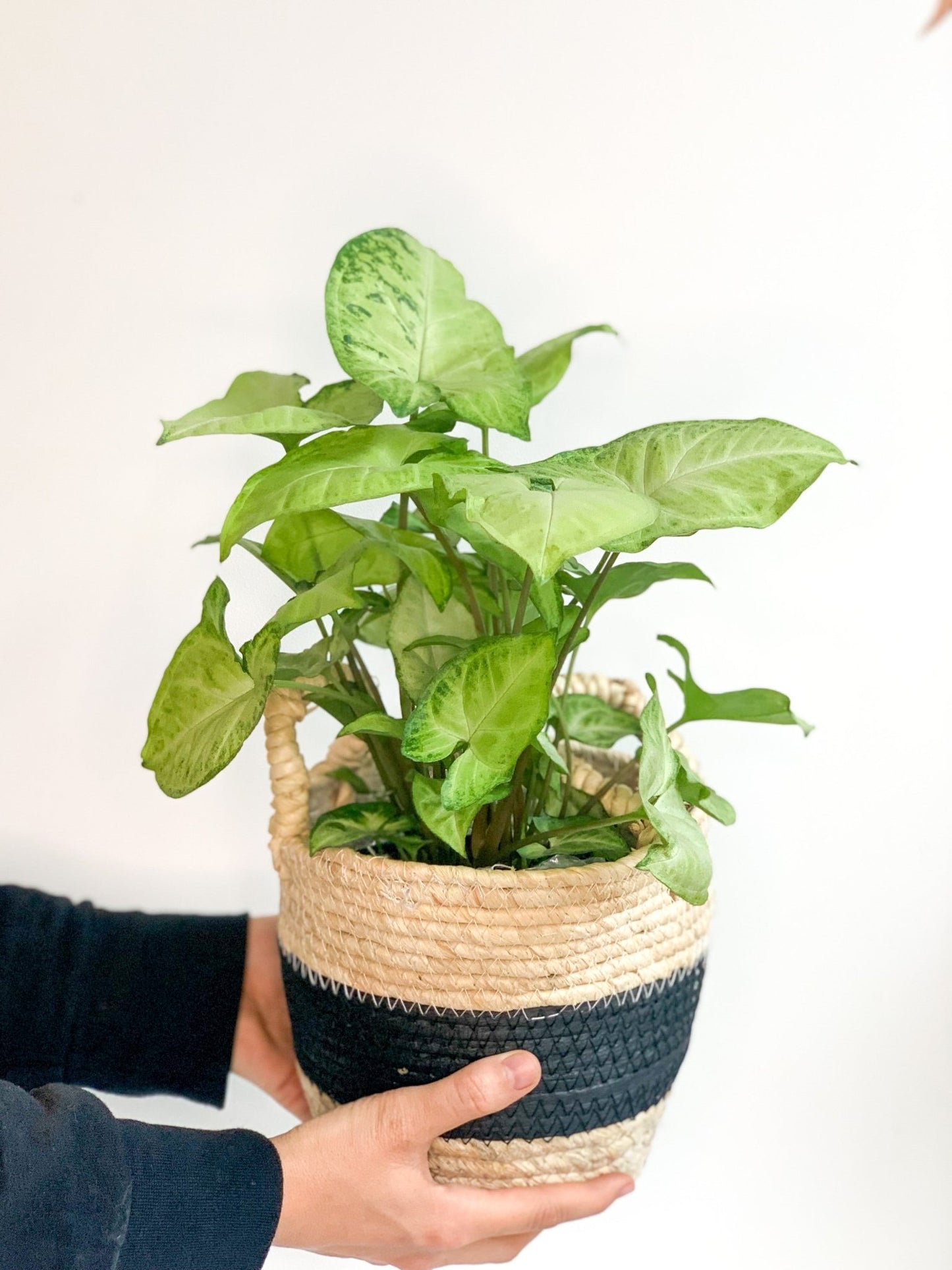 Bobby (Syngonium) - Alma Plantes