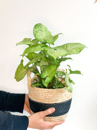 Bobby (Syngonium) - Alma Plantes