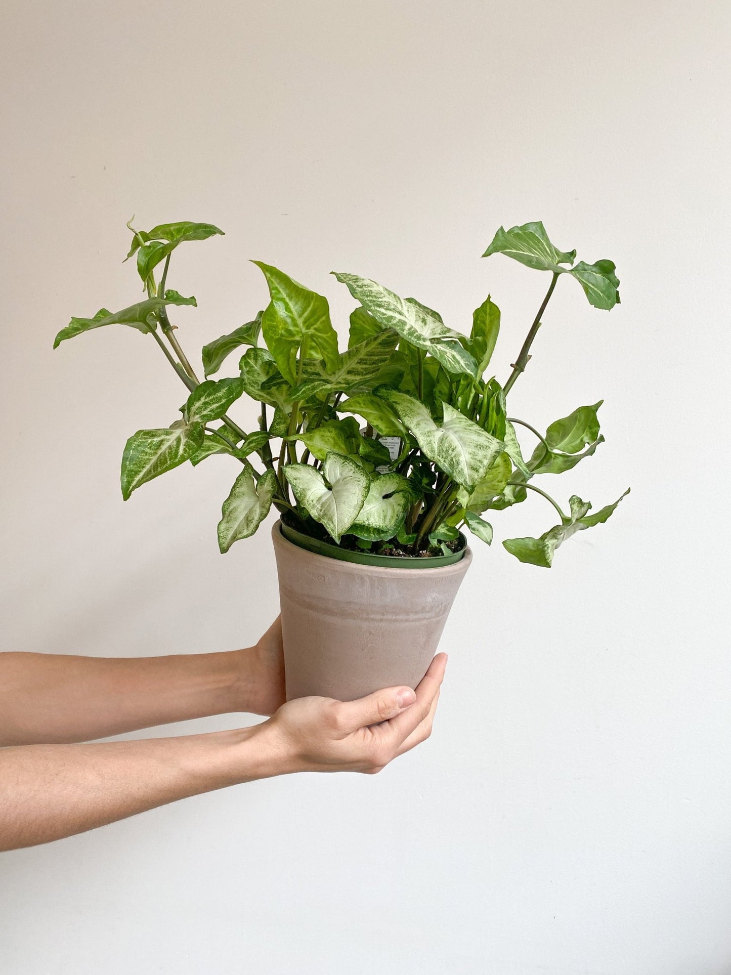 Bobby (Syngonium) - Alma Plantes