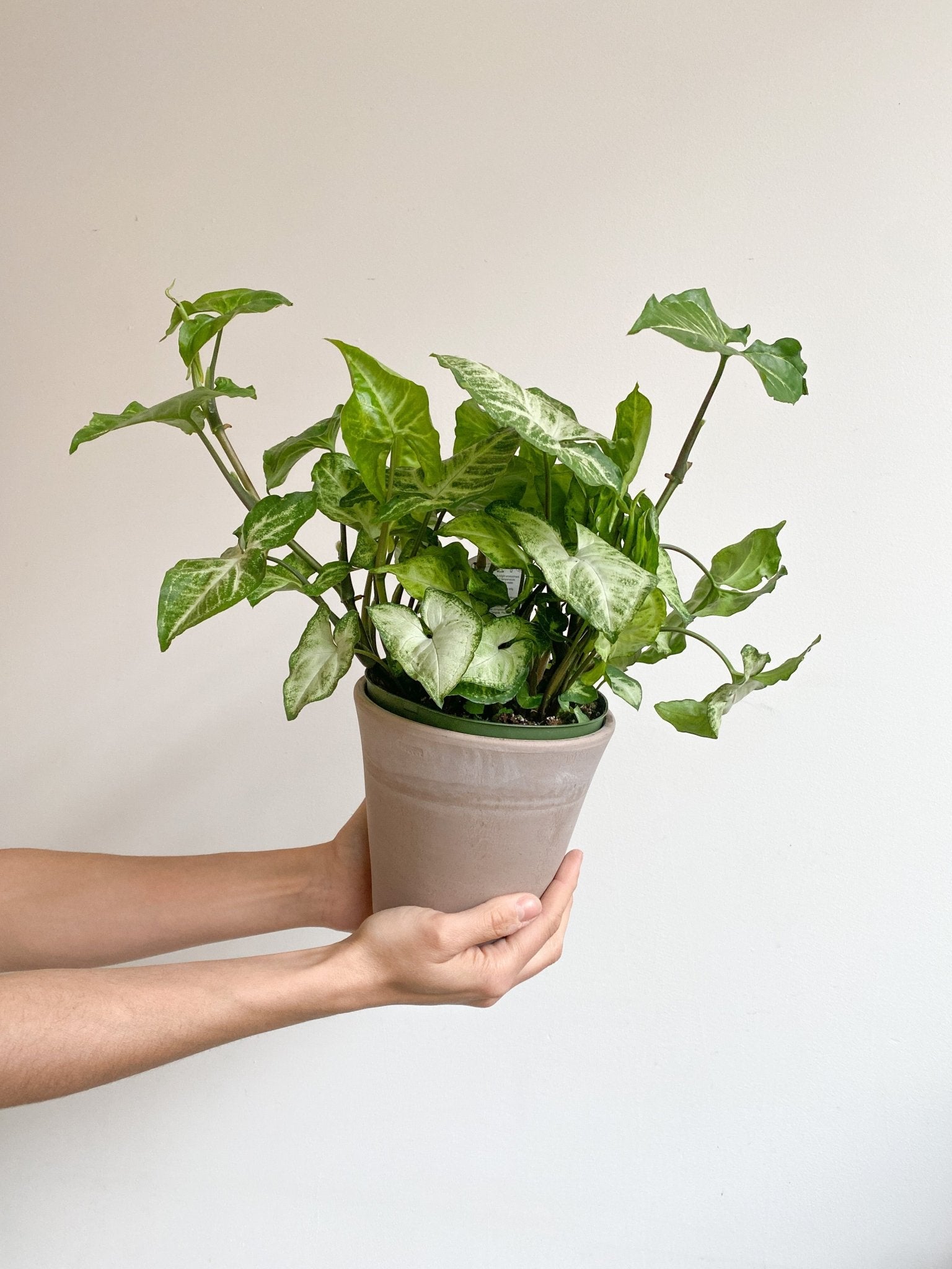Bobby (Syngonium) - Alma Plantes